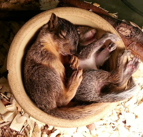 baby squirrels.jpg
