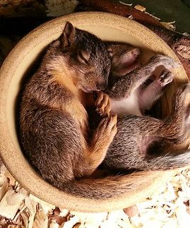 baby squirrels.jpg