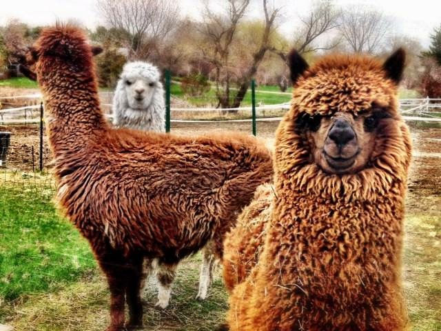 Eye-level view of a rustic kitchen shelf with handmade pottery and jars