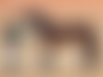 Concours national Dartmoor et régional PRATIC