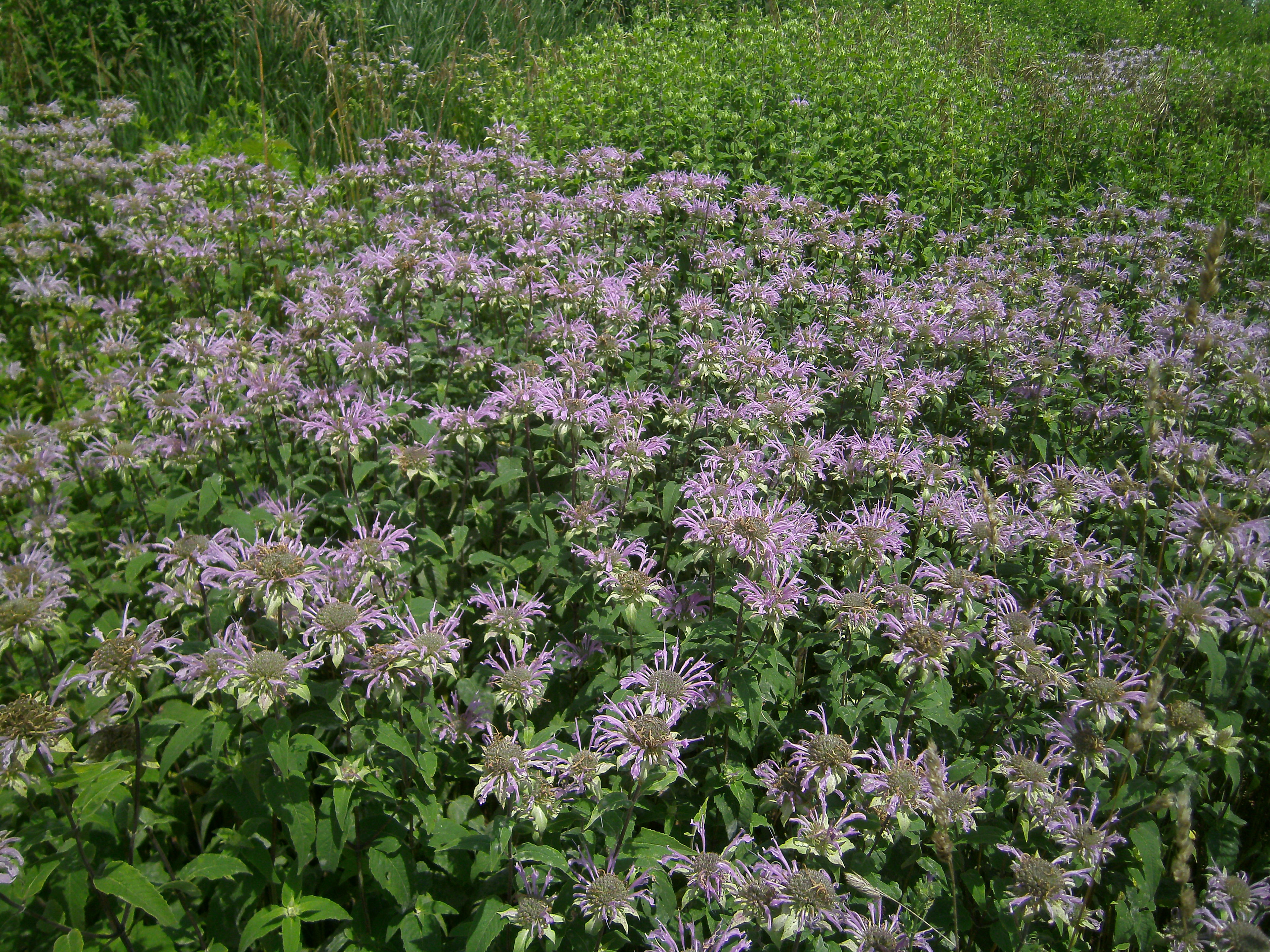 Monarda fistulosa (Wild Bergamot)