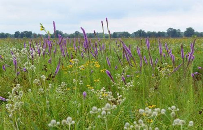 Hennepin prairie.jpeg