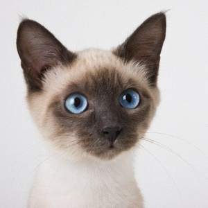 Siamese Kitten
