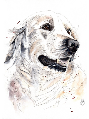 Golden Retriever - Pen And Wash Style
