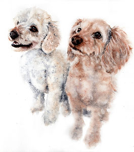 Custom watercolour dog portrait of a white toy poodle and apricot cavoodle , painted from a client photo.