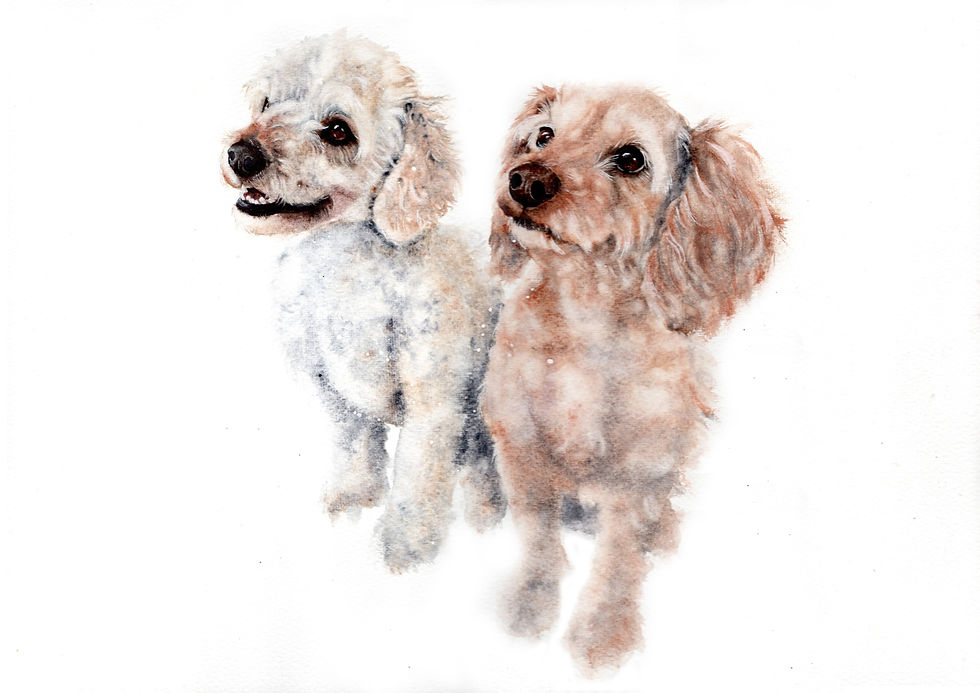 Multi-pet watercolour portrait of a white toy poodle and apricot cavoodle as a Christmas gift.