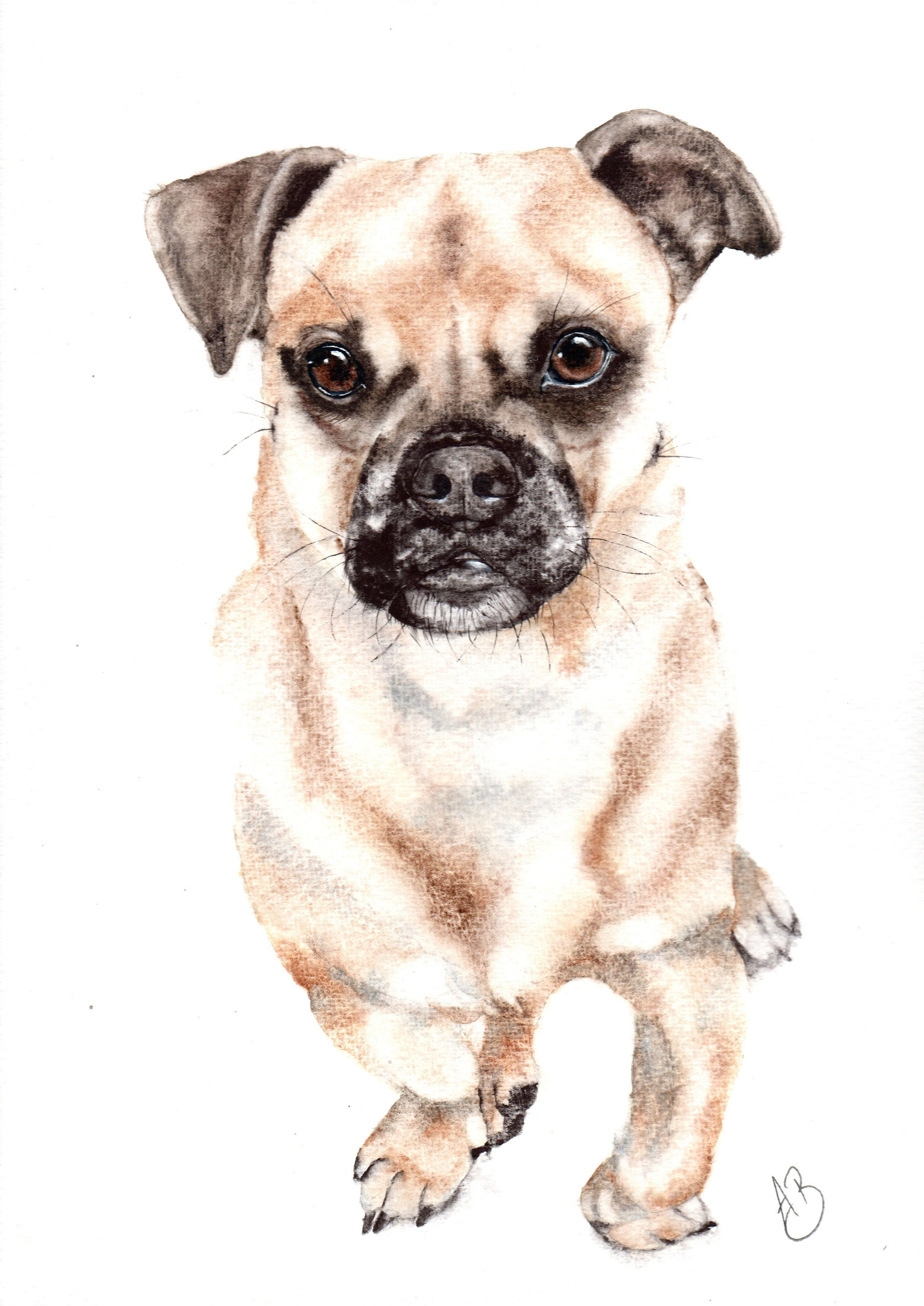 watercolour custom pet portrait of a Pug dog