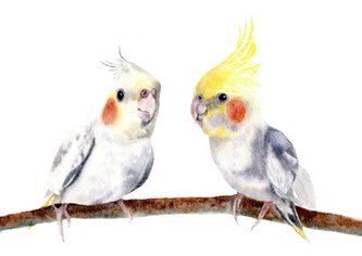 Watercolour Painting of two cockatiels sitting on a branch by Aimee Black