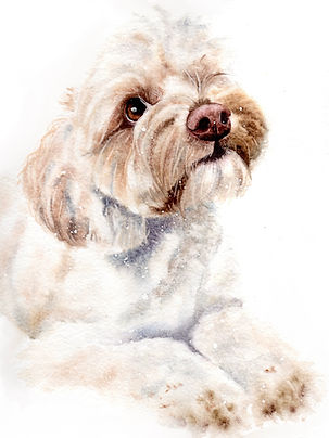 Bear - Mini Cavoodle - Custom Pet Portrait