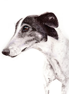 Memorial watercolour dog portrait of Tommy, a black and white greyhound, created in loving memory from a client photo.