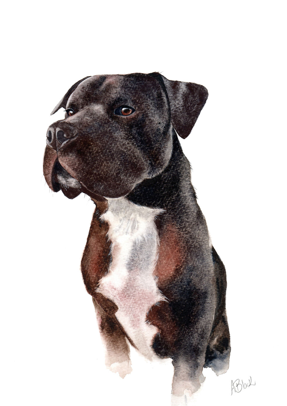 Memorial watercolour dog portrait of Atlas - a special gift painted from a client photo