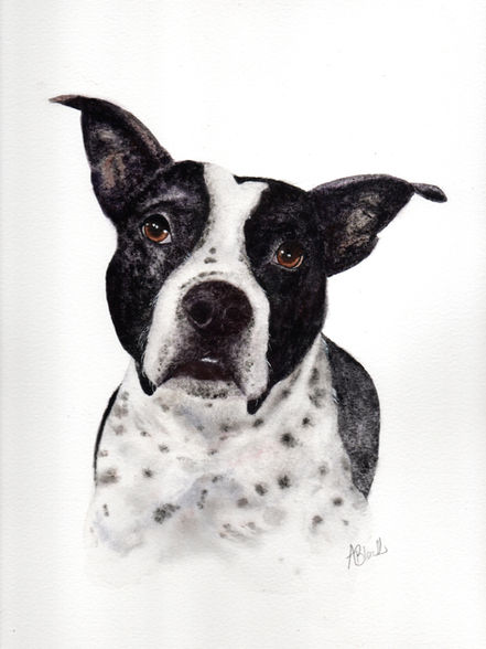 Watercolour Painting of Black & White Staffie Cross Dog by Aimee Black