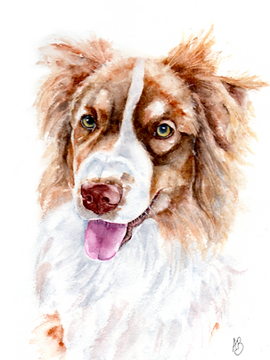 Sugar - Australian Shepherd Dog - Custom Pet Portrait