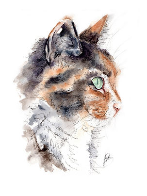 Tortie Cat Pen & Wash