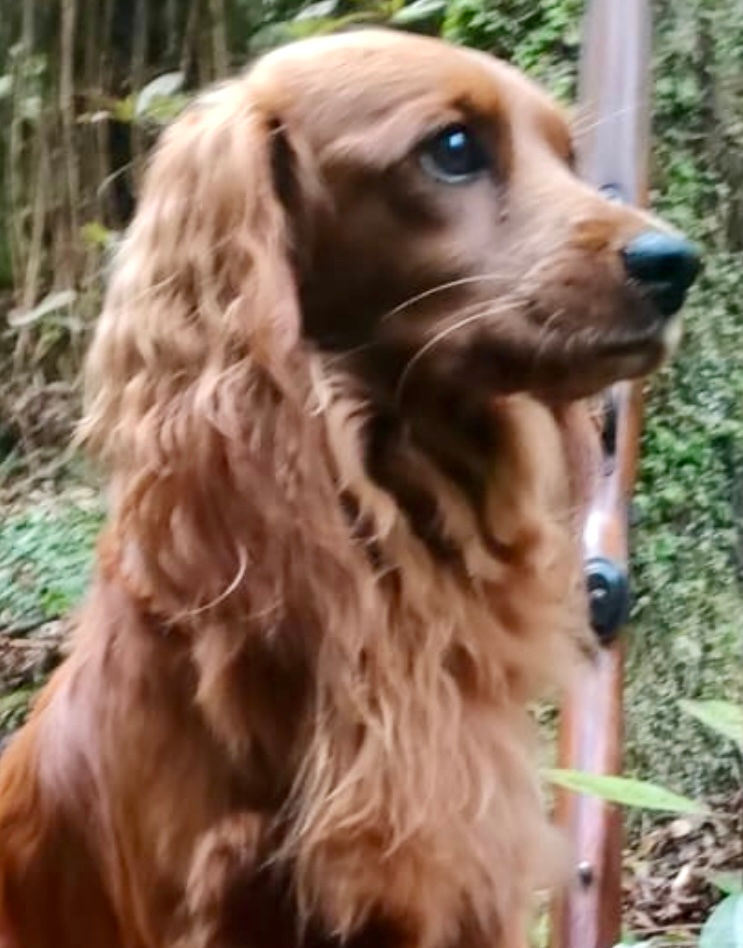 Tan coloured Irish Setter dog sitting outdoors, with a calm expression and gentle eyes, used as the reference photo for a watercolour pet portrait.