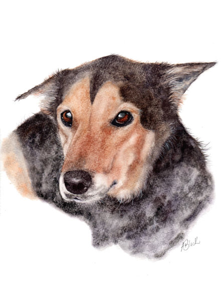Watercolour painting of Brown and Tan Kelpie Cross Dog by Aimee Black