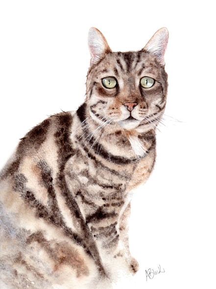 Watercolour painting of tabby cat by Aimee Black