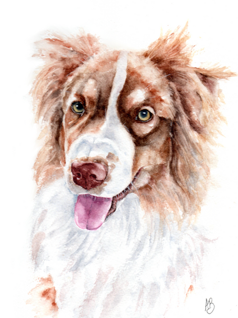 Custom watercolour dog portrait of Sugar, a red and white Australian Shepherd, painted from a client photo as a gift