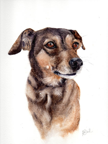 Watercolour Painting of Fox Terrier/Beagle X by Aimee Black