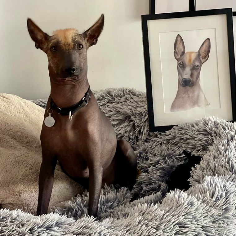 Sirus, Peruvian Hairless Dog