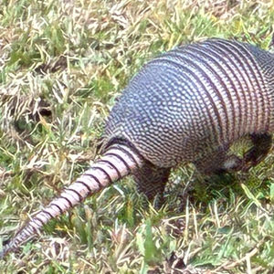 Armadillos in Arbor Lake: Cute to Look At… Not So Cute Under Your Home