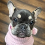 French Bulldog Testimonal #3