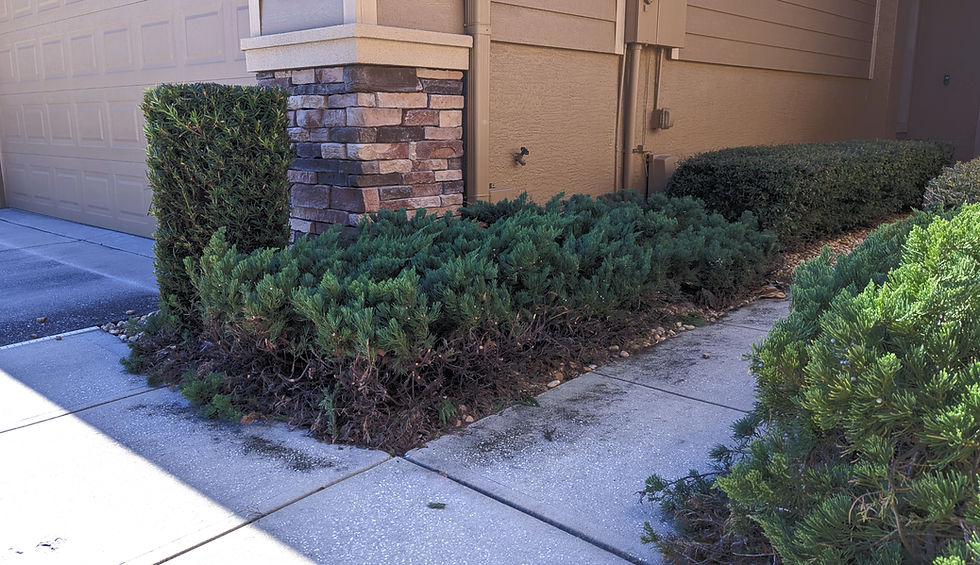 Prestwick II Landscape Committee News - Juniper Shrubs Update