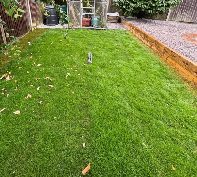 Freshly laid turf lawn in Nottingham garden with greenhouse and raised gravel area