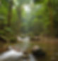 video of amazon rainforest_edited_edited_edited.jpg
