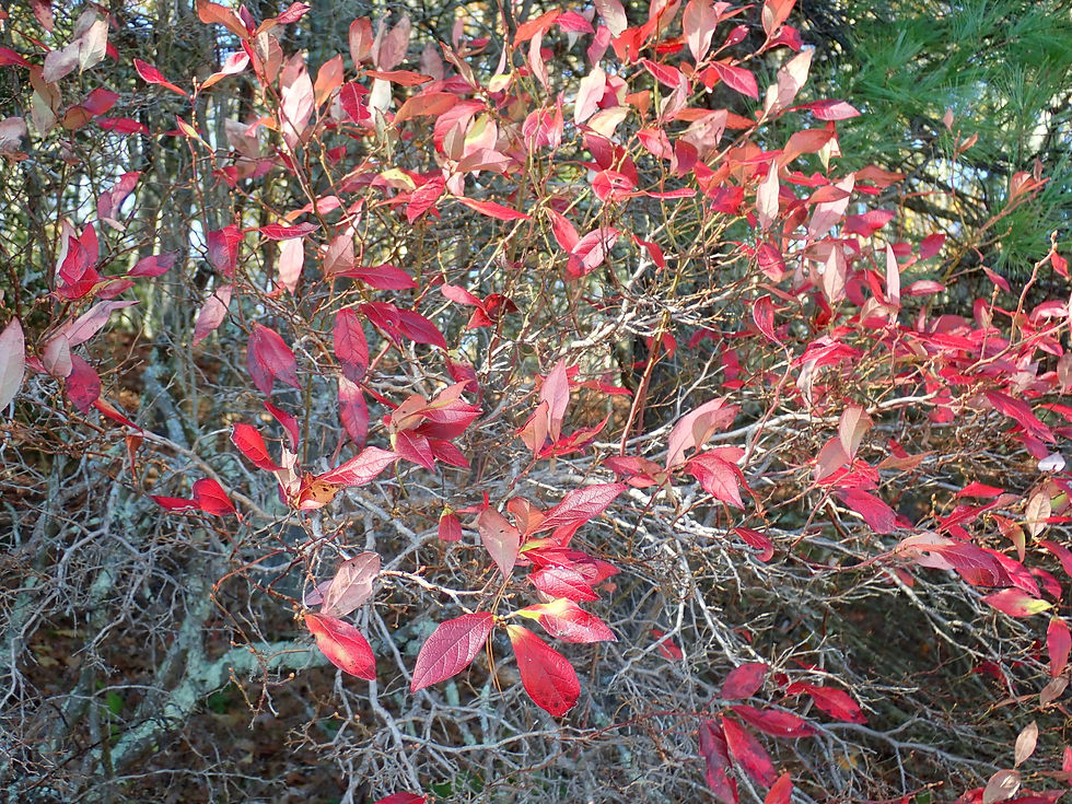 Thumbnail: Blueberry