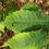 Thumbnail: Chestnut