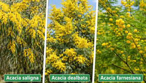 Είδη ακακίας