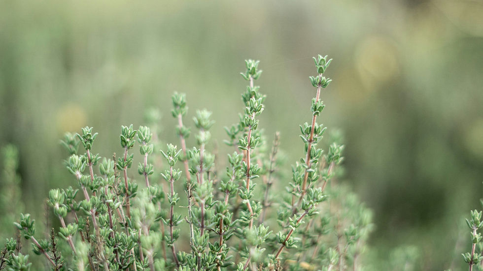 καλλιέργεια θυμαριού (Thymus vulgaris) στον κήπο