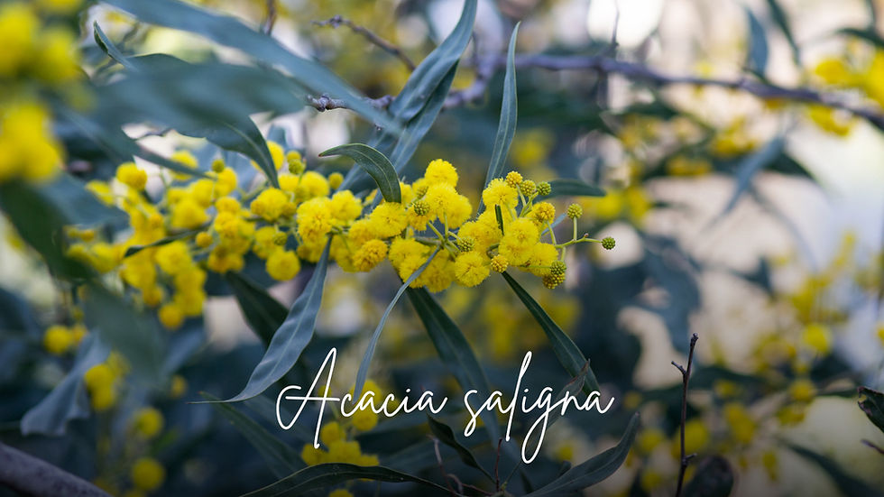 Ακακία Acacia Saligna