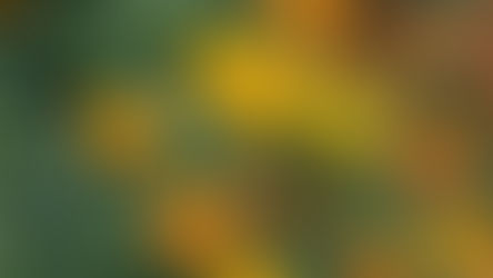 Ο οικολογικός κήπος: Φτιάξε έναν κήπο-παράδεισο για μέλισσες και ωφέλιμα έντομα