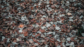 Εδαφοκάλυψη στον κήπο: Το Μυστικό για λιγότερο πότισμα, λιγότερα ζιζάνια και πιο υγιή φυτά