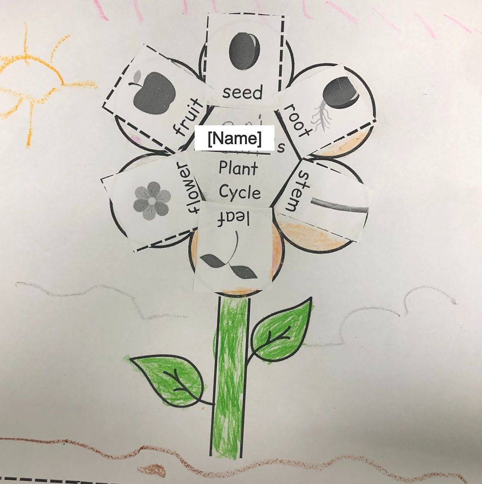 Student 4's plant cycle worksheet