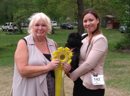 Toy dog club flatfaced specialty in Enköping