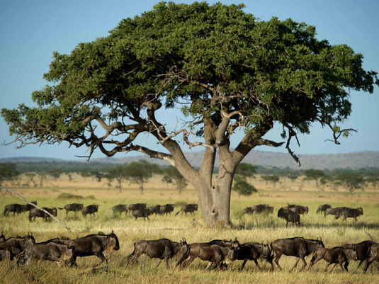Singita-Sasakwa-Wildlife9.jpg