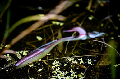 ADJUSTABLE SOFT BAIT TO SUIT ON THE FIELD CONDITION.