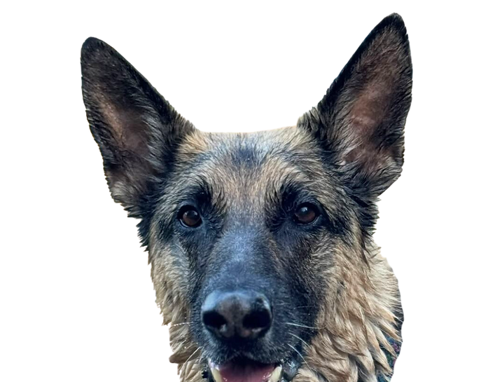 Untitled design-5.png