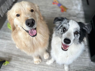 Três Hospedagens para Pets Aventureiros: dicas essenciais de Tutores Montanhistas