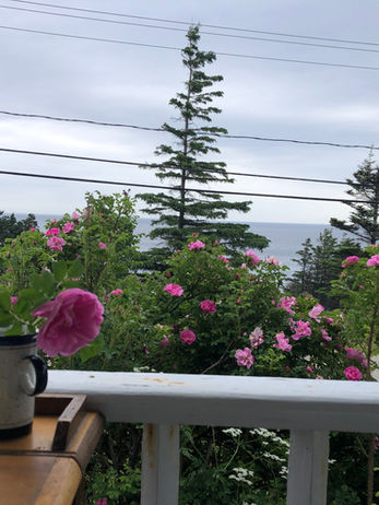 conifère, rampe blanche