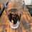 Thumbnail: Clear pint glass with black bear logo