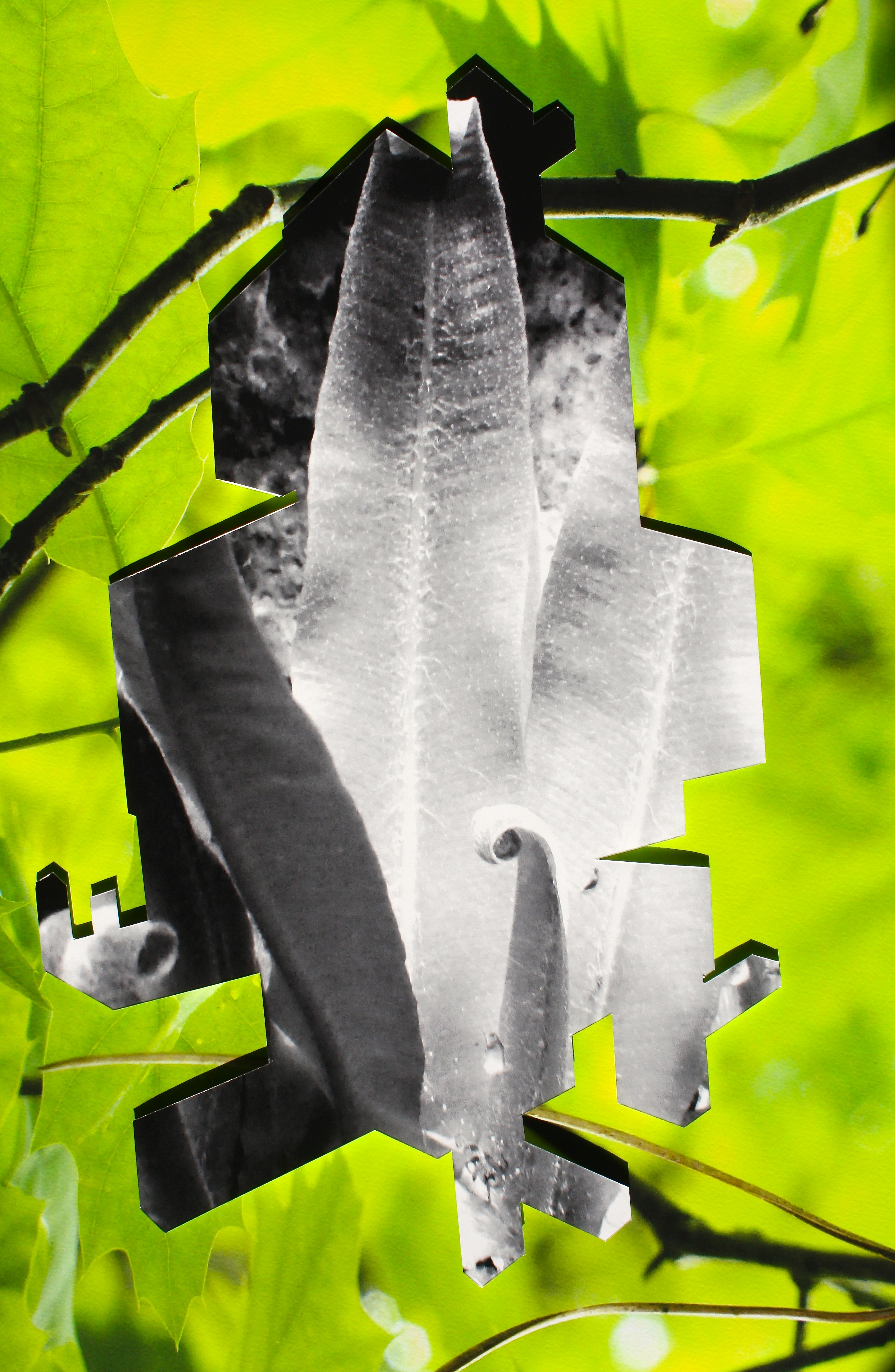 BIOMORPHE