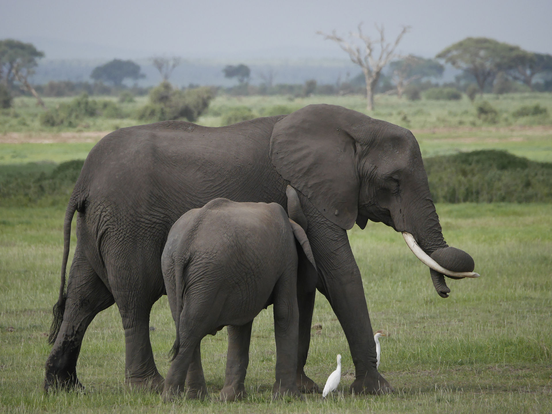 Amboseli