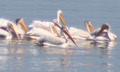 pelicanszoomedin.JPG