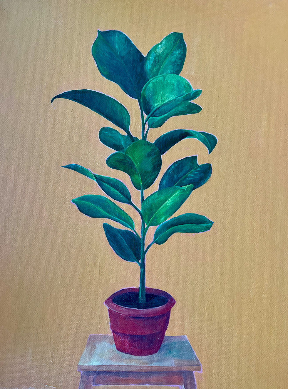Ficus