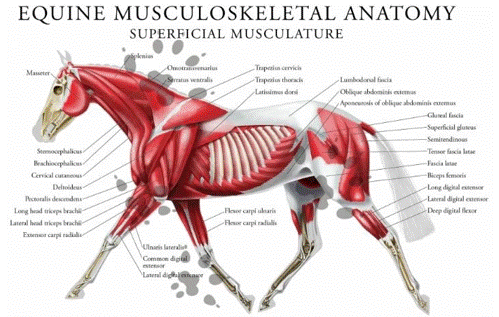 Equine Muscle1.gif