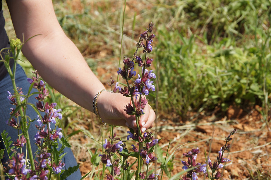 Organic Greek Sage Tea Fields